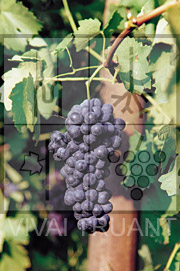 Foto di un grappolo d'uva di Barbera AT 84